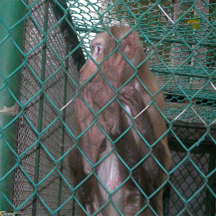 上海動物園圍欄網圖片1