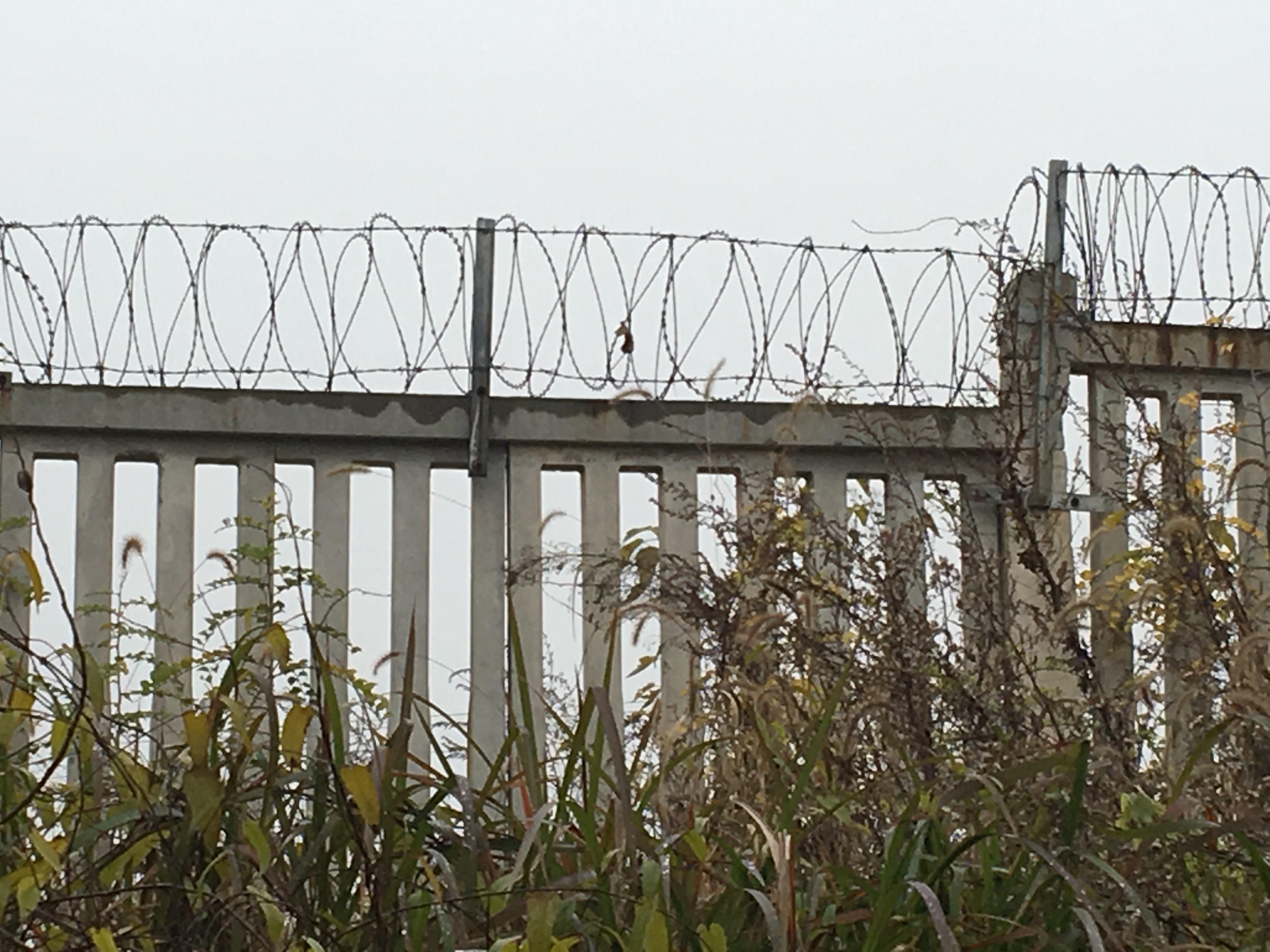 上海304防爬刺刀圈隔離網圖片3